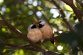 Fawn Shafttail Finch