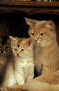 FAWN SOMALI DOMESTIC CAT, FEMALE WITH KITTEN Royalty Free Stock Photo