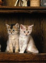 FAWN SOMALI DOMESTIC CAT, KITTEN SITTING ON SIDEBOARD Royalty Free Stock Photo