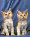 Fawn Somali Domestic Cat, Kittens Royalty Free Stock Photo