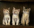 Fawn Somali Domestic Cat, Kittens Royalty Free Stock Photo