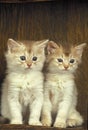 Fawn Somali Domestic Cat, Kittens sitting Royalty Free Stock Photo