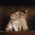 Fawn Somali Domestic Cat, Kittens sitting Royalty Free Stock Photo