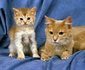 Fawn Somali Domestic Cat, Mother and Kitten Royalty Free Stock Photo