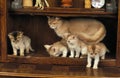 Fawn Somali Domestic Cat, Mother with Kitten standing on sideboard Royalty Free Stock Photo