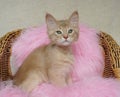 Fawn somali kitten Royalty Free Stock Photo