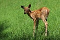 Fawn Royalty Free Stock Photo