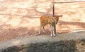 A Fawn of a Spotted Deer/Chital/Cheetal/Axis axis