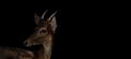 Fawn spotted deer or chitals portrait on black background. Wildlife and animal photo