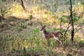 Fawn spotted deer stood still in the undergrowth