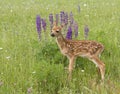 Fawn Standing in Front of Purple Lupine Royalty Free Stock Photo