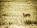 Fawn Standing in Grassy Field at Rocky Mountain Arsenal National Wildlife Refuge
