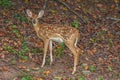 Maturing fawn posing Royalty Free Stock Photo