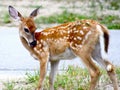 Fawn in the Suburbs Royalty Free Stock Photo