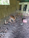Fawn Taking Cover in the Barn Royalty Free Stock Photo