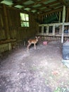 Fawn Taking Cover in the Barn Royalty Free Stock Photo