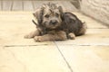 Fawn terrier cross puppy laying down outdoors Royalty Free Stock Photo