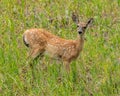 Fawn walking along Wyoming 110 at Devils Tower National Monument in Wyoming