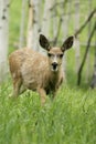 fawn walking in mountain forrest