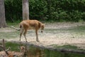 Fawn Walking Near A Pond In Native Habitat At Memphis Zoo
