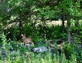 A fawn walks out from the high grass Royalty Free Stock Photo