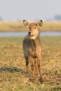 Fawn water buck profile Royalty Free Stock Photo