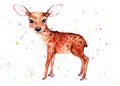 Fawn. Watercolor illustration.