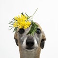 Fawn whippet with mimosa branch on its head Royalty Free Stock Photo