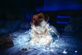 A fawn, white Labrador with a New Year\'s garland around his neck sits on a sofa in a dark room with neon lighting