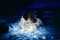 A fawn, white Labrador with a New Year\'s garland around his neck sits on a sofa in a dark room with neon lighting