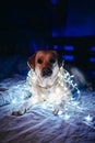 A fawn, white Labrador with a New Year\'s garland around his neck sits on a sofa in a dark room with neon lighting