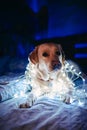 A fawn, white Labrador with a New Year\'s garland around his neck sits on a sofa in a dark room with neon lighting