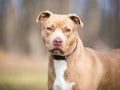 A fawn and white Pit Bull Terrier mixed breed dog