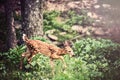 Fawn Whitetail Deer Royalty Free Stock Photo