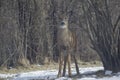 Fawn Whitetail straight on Royalty Free Stock Photo