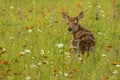 Fawn In Wildflowers Royalty Free Stock Photo