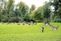 Fawns, brown fur, white spots, lots of deer resting on autumn meadow in front of forest. Game park Wildpark, Dusseldorf, Germany Royalty Free Stock Photo