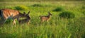 Fawns with Mother