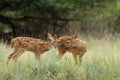 Fawns in the Rain