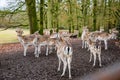 Fawns in reservation in forest in Zeist, Netherlands Royalty Free Stock Photo