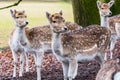 Fawns in reservation in forest in Zeist, Netherlands Royalty Free Stock Photo