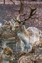 Fawns in reservation in forest in Zeist, Netherlands Royalty Free Stock Photo