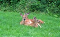 Fawns at rest