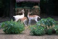 Fawns at the zoo bucov table Royalty Free Stock Photo