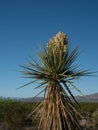 Faxon Yucca in Bloom and Mountain Range in Big Bend National Park, Texas