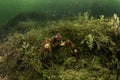 Faxonius limosus, orconectes limosus, spinycheek crayfish, Astacoidea, Austropotamobius pallipes, white clawed crayfish, atlantic