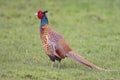 Fazant, Common Pheasant, Phasianus colchicus