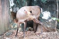 Fea`s muntjac standing in the zoo Royalty Free Stock Photo