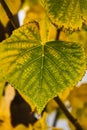 Feading colours Broad leaf in the Autumn  light Royalty Free Stock Photo