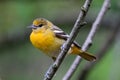 Feale Baltimore Oriole on Thin Tree Branch - Icterus galbula Royalty Free Stock Photo